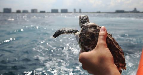 endangered animals adapt climate crisis