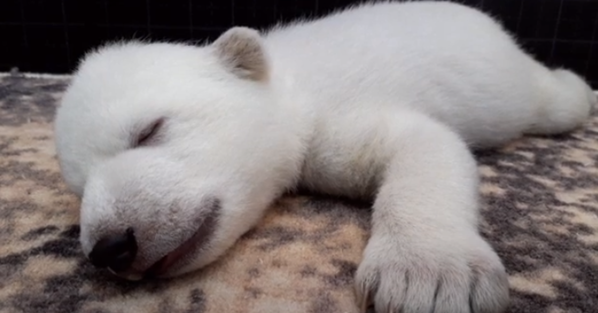 polar bear cubs abandoned by mom