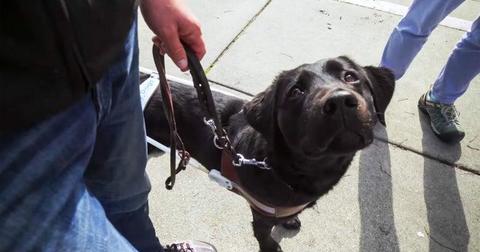 pick-of-the-litter-1582658993350-1582722902918.jpeg