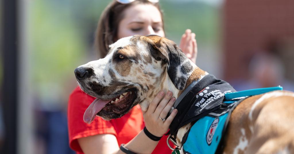 service dog